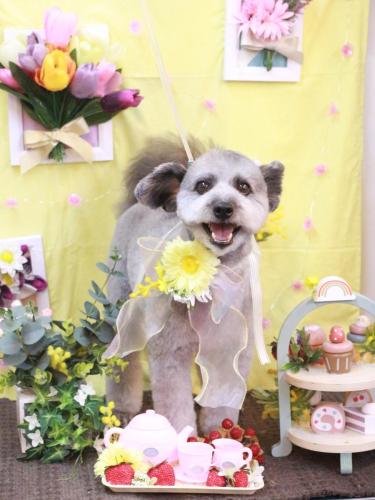 20230325シルヴァくん